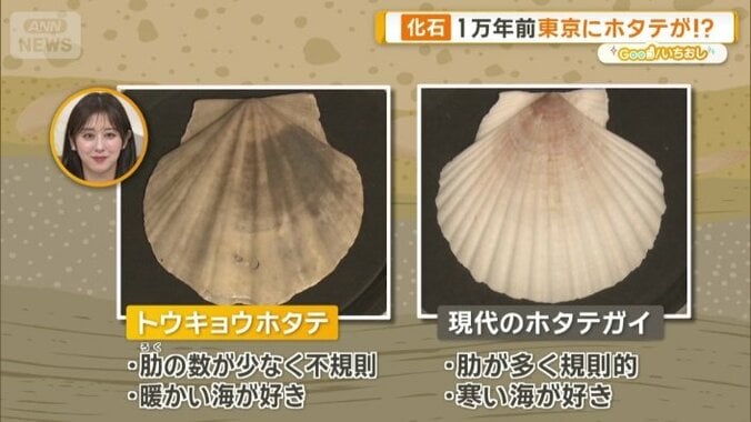 一般的なホタテと比べると…