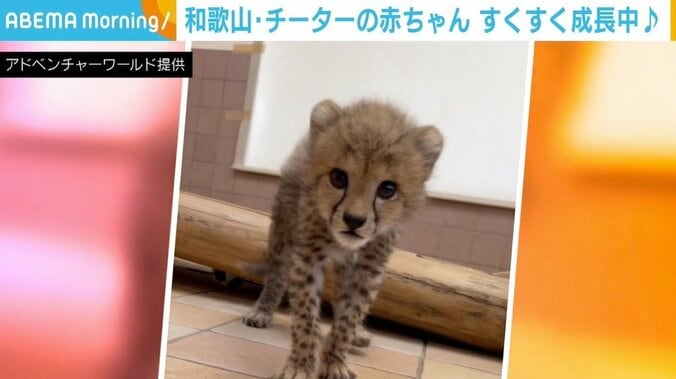 “威嚇”はまだまだかわいい赤ちゃん 7月生まれのチーターがすくすく成長 和歌山・アドベンチャーワールド 1枚目