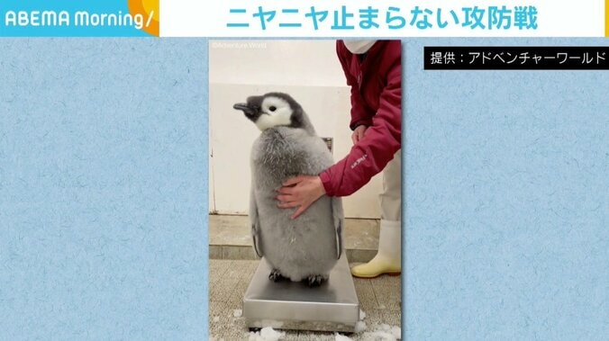 体重をはかりたい飼育員 vs じっとしていられないペンギンの赤ちゃん ほっこりな攻防戦が約830万回再生の大反響 1枚目