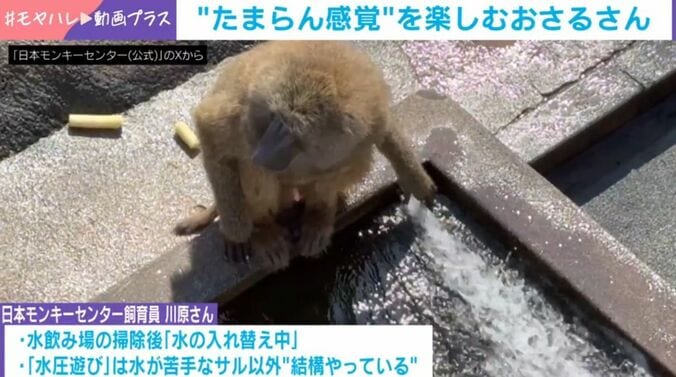 アヌビスヒヒ・キゴマくん