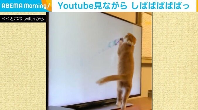 「しぱぱぱぱぱっ」 猫用動画に華麗な“サイドステップ＆猫パンチ”で反応 「擬音が合ってます」の声 1枚目