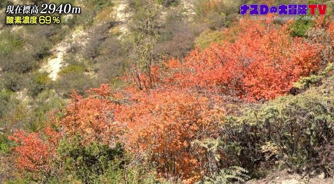 “クルミ”は梨のような甘味？ ナスDが見た美しすぎるヒマラヤの紅葉 5枚目