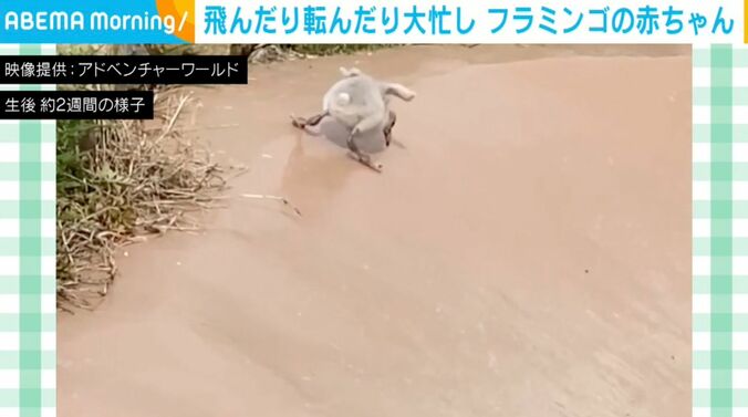フラミンゴの赤ちゃん