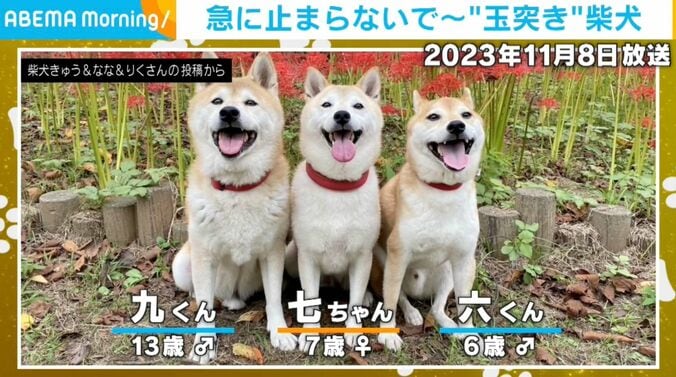 柴犬3匹