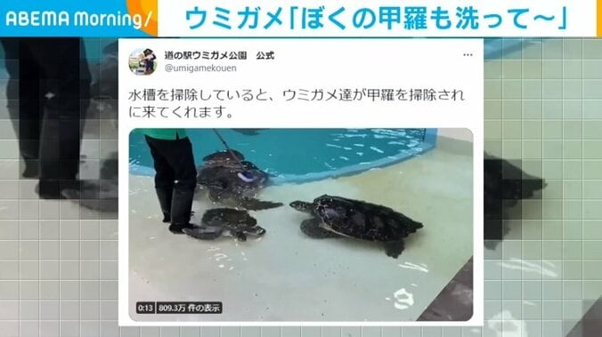 可愛すぎて掃除が進まない...ウミガメ水槽での“まさかの癒やされハプニング” 飼育員「無視できる余裕はなかった」 1枚目