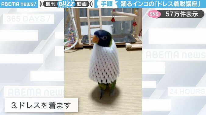 ゴシキセイガイインコのクーピーくん