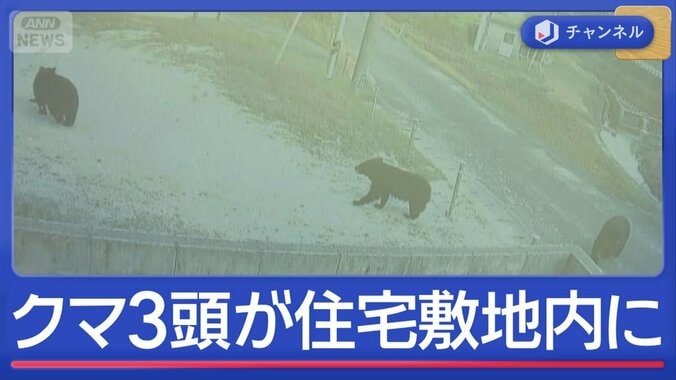 すべて1メートル以上「ゾッとした」“巨大クマ”3頭　住宅敷地内へ 1枚目