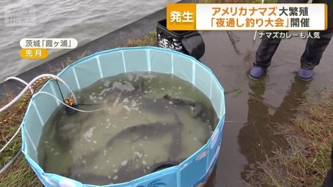 アメリカナマズが次々と生けすに