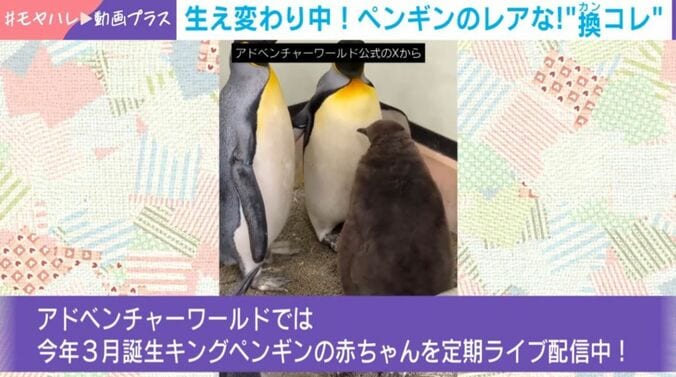 キングペンギンの赤ちゃん