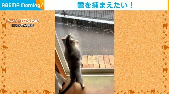 降雪をはじめて見た猫が“大興奮” 愛くるしいリアクションに飼い主「可愛くて癒されました」悶絶の声 1枚目