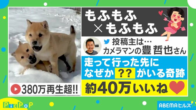 雪原を駆けた先にはまさかの…!? 2匹の仔犬と猫のたわむれ動画が380万回再生の大反響「ずっと見てられるくらい可愛い」 1枚目