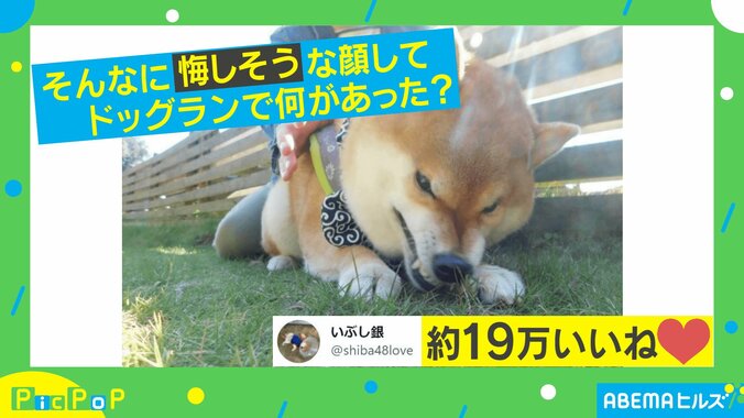 何があった？ドッグランで見せた犬の表情にTwitter民驚愕「いい顔すぎるw」「くやしいです！！」 1枚目