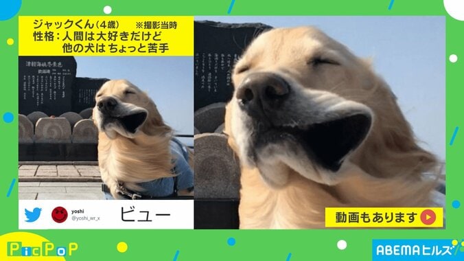 犬が強風で「お口びろーんなってる」 必死で耐える“笑撃リアクション”にツボっちゃう人続出 2枚目