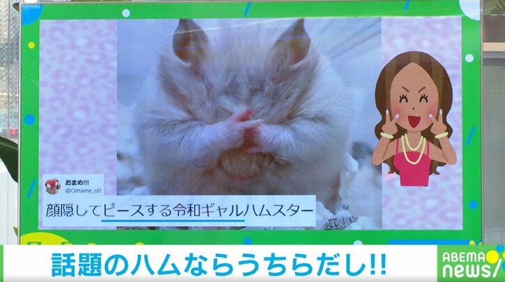 令和ギャルハムスター!? 顔を隠して“ピース”する姿に「小さなお手々がたまらない」「可愛すぎる!!」と反響続々