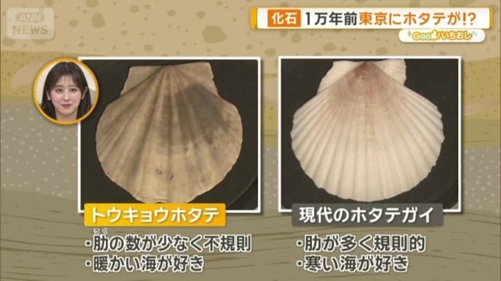 一般的なホタテと比べると…