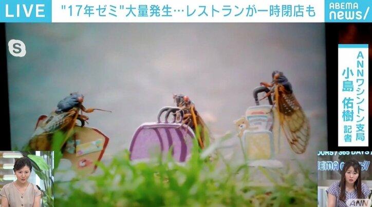 米東海岸で“17年ゼミ”が大量発生 日常生活に影響も楽しんだもん勝ち? アイデア続々