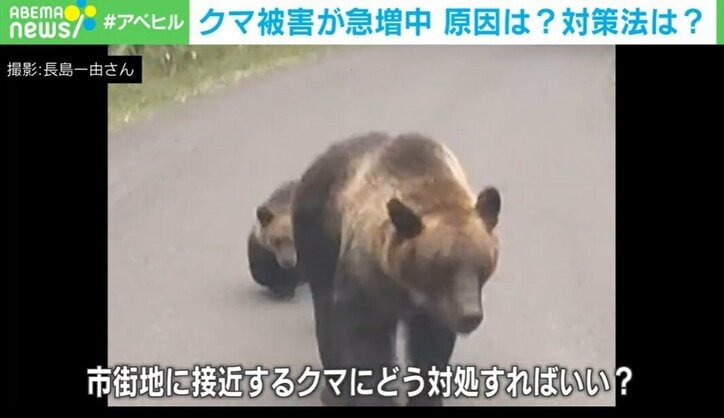 市街地に接近するクマにどう対処すればいい?