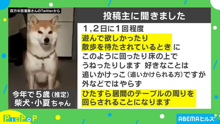 柴犬の目線が じわ っ 回った後の行動に やっぱり笑っちゃう と反響続々 国内 Abema Times