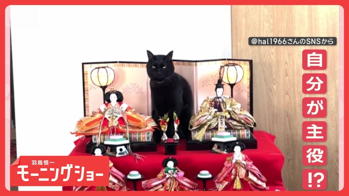 ひな祭り「ひニャ壇にのぼるニャン」 最上段ですまし顔 なぜポーズ