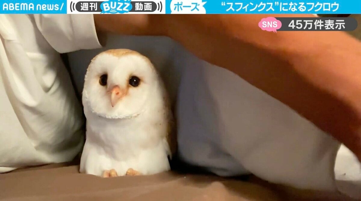 スフィンクス！？」フクロウの“香箱座り”に「うわっ、ぬいぐるみかと