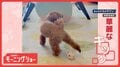 器用に後ろ脚でスーパーシュート！　サッカーするワンちゃん　なぜ後ろ脚で蹴るの？