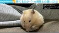 毛づくろい中に停止するハムスター 母親譲りの“寝落ち”に反響