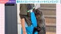「抱きしめたい！」飼育スタッフにべったりなベビーオットセイの“おさんぽ練習”に反響「離れたくないんだあ〜」「甘えん坊さんで癒やされる」