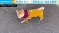 もう動かない！軽快に歩く豆柴が急停止 断固として“拒否する姿”が話題