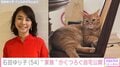 石田ゆり子、愛猫がくつろぐ自宅を公開 「ステキな椅子」「後ろのイラストも気になります」反響続々