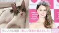 ダレノガレ明美、捨て猫を保護「そのまま家族に仲間入りすることになりました」ファンから称賛の声「こういう行動ができる人は根っから性格がいい証拠」