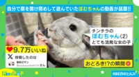 【映像】まるでコント？ドアが“顔面直撃”したチンチラ