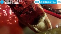 話題の動画ニュース - バスタブに2mのワニ! 違法飼育で大騒動(15日配信) | 動画視聴は【Abemaビデオ(AbemaTV)】