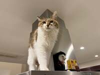 坂上忍『なんなのコレ？』