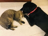 坂上忍『我家の名コンビ』