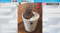 【映像】ゴリラチョコに訪れた衝撃結末