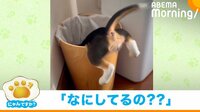 「にゃんですか」ゴミ箱に何が？編