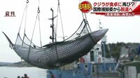 経済ニュース - クジラ再び食卓に?日本政府が国際捕鯨委から脱退へ | 動画視聴は【Abemaビデオ(AbemaTV)】