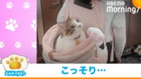【映像】バッグに侵入した猫に起きたまさかの結末