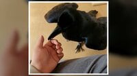 【映像】インコのように「お風呂」と喋る珍カラス