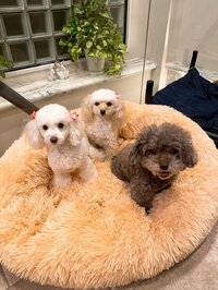 堀ちえみ『今回私が病気になったのは神様が現状から救ってくれた』