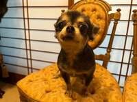 デヴィ夫人『新しい家族を迎えました♪』