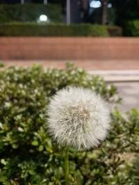 片岡孝太郎『タンポポ職務質問』