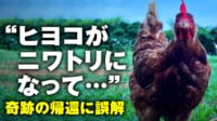 【映像】“ヒヨコがニワトリになって帰還” 物語の真相