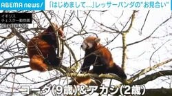 木の上で“じーっと”見つめ合うレッサーパンダ…実は「お見合い中」!? 順調な2頭の交流の瞬間 英