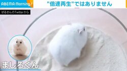 ハムスターが機敏に砂浴び “倍速再生”のような動きに「大胆な遊び！」「激しいなぁ」と反響 