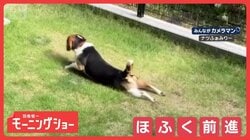 “しっぽレーダー”で探索開始！ほふく前進するワンちゃん　芝生の上をズリズリ進む