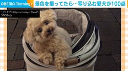 偶然写り込んだ犬 あざとさ100点な“キメ顔”披露に「お目目がきゅるきゅる」「可愛すぎる」と反響