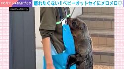 「抱きしめたい！」飼育スタッフにべったりなベビーオットセイの“おさんぽ練習”に反響「離れたくないんだあ〜」「甘えん坊さんで癒やされる」