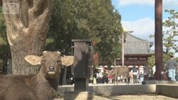 日本人観光客に人気の奈良　「ゆっくりできる」　外国人殺到で「京都離れ」続く