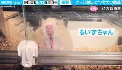 衝撃の“ブサカワ”顔で「外に出して！」 ハムスター、必死のアピールが話題